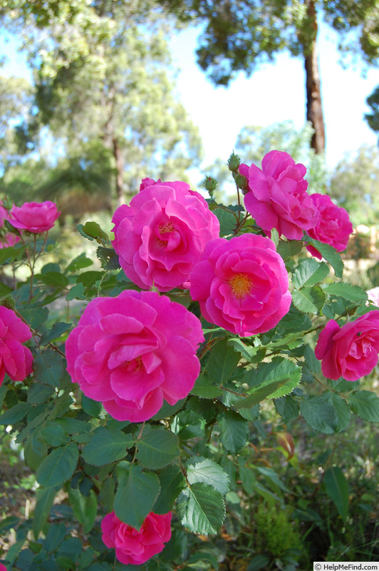 'Crested Jewel' rose photo