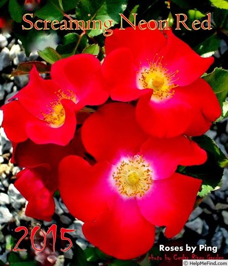 'Screaming Neon' rose photo