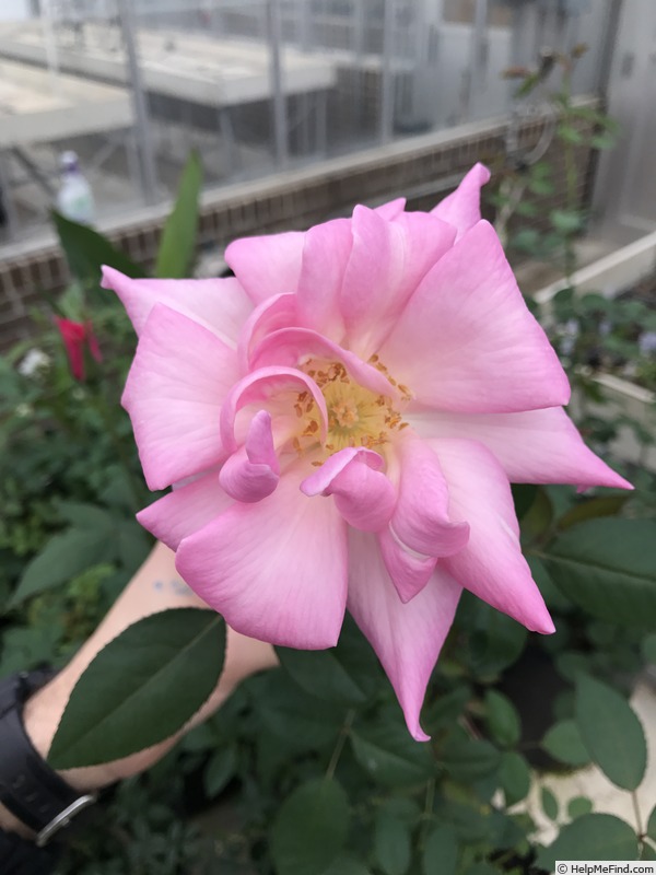 'Riverbanks' rose photo