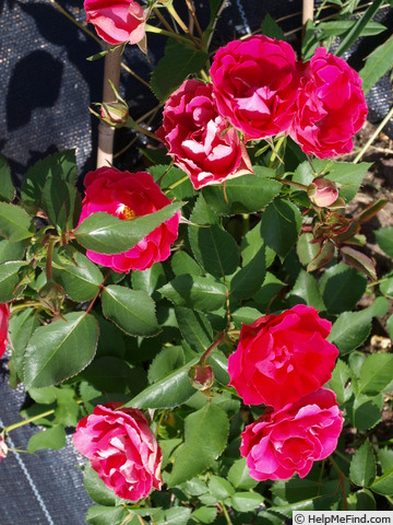 'Czeslaw Milosz ®' rose photo