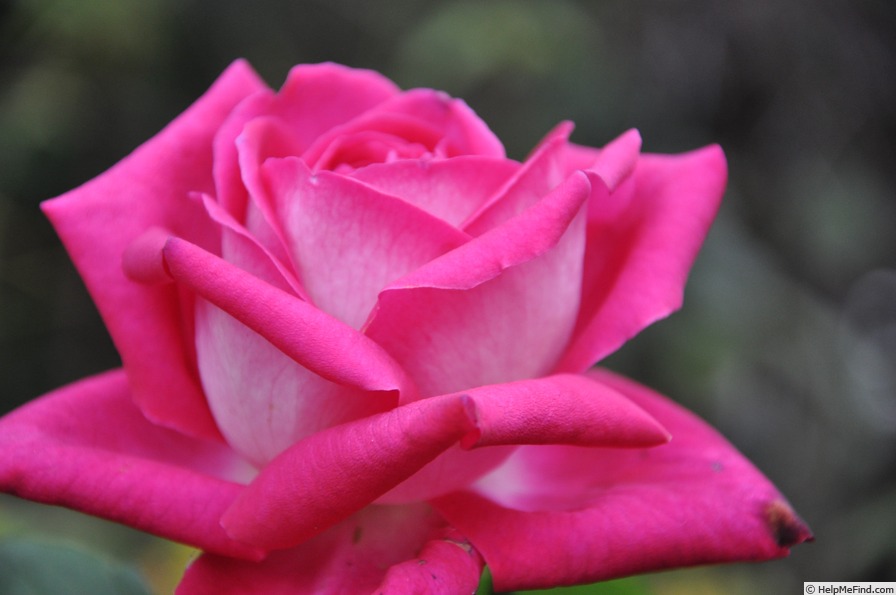 'Lauriston' rose photo