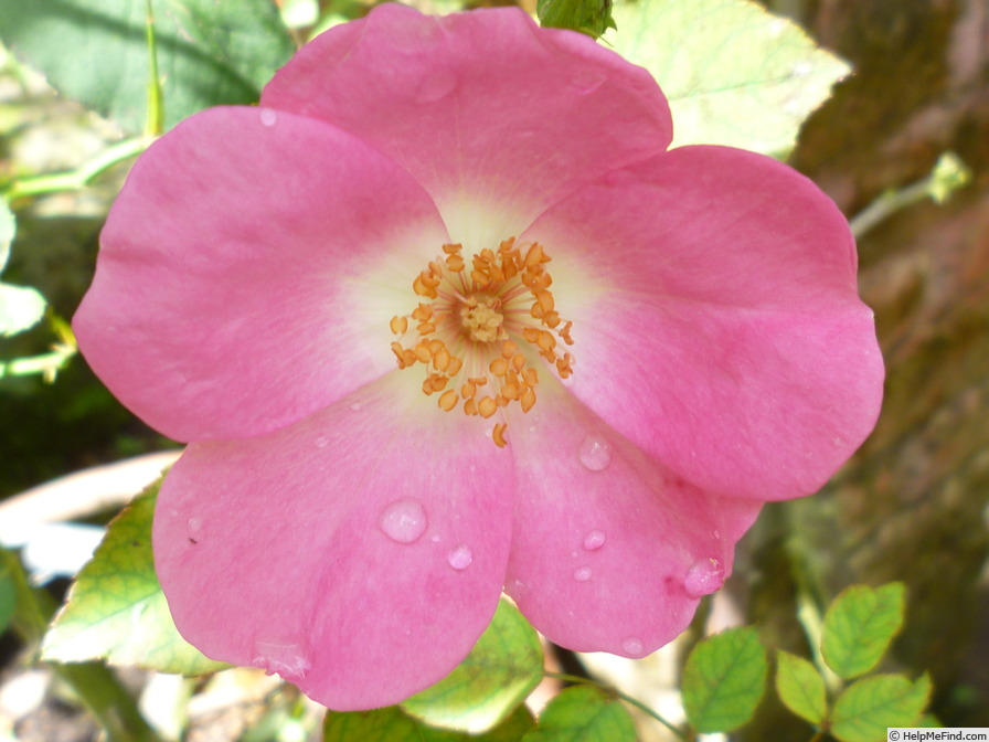 'Rose Legend' rose photo