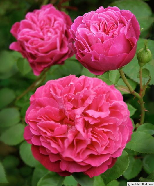 'Marquise de Merteuil' rose photo