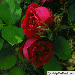 'Earl of Gosford' rose photo