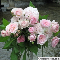 'Hanamikoji' rose photo
