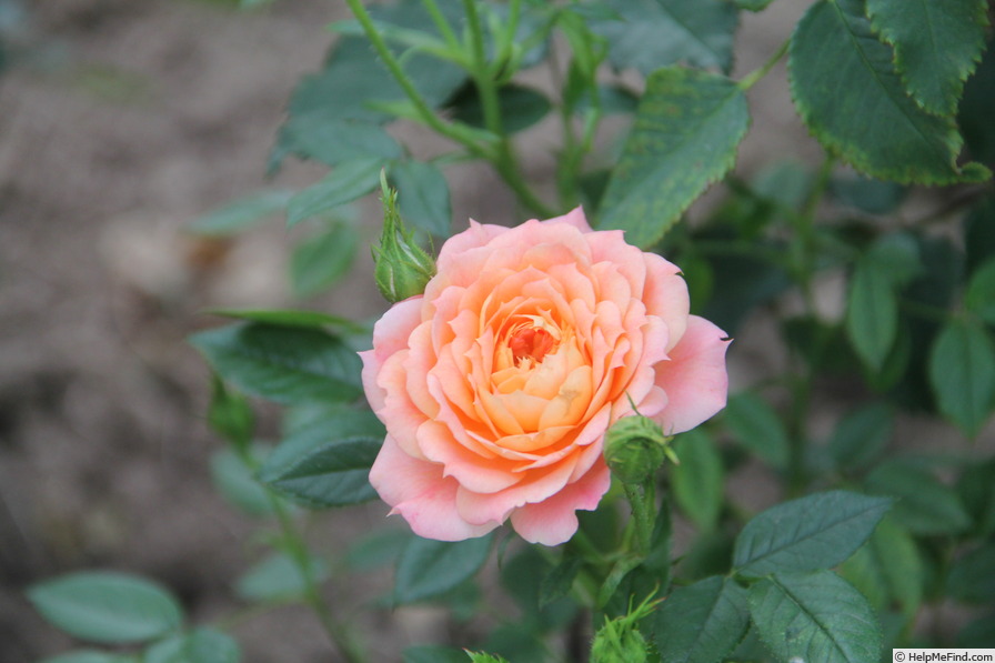 'Briosa ®' rose photo