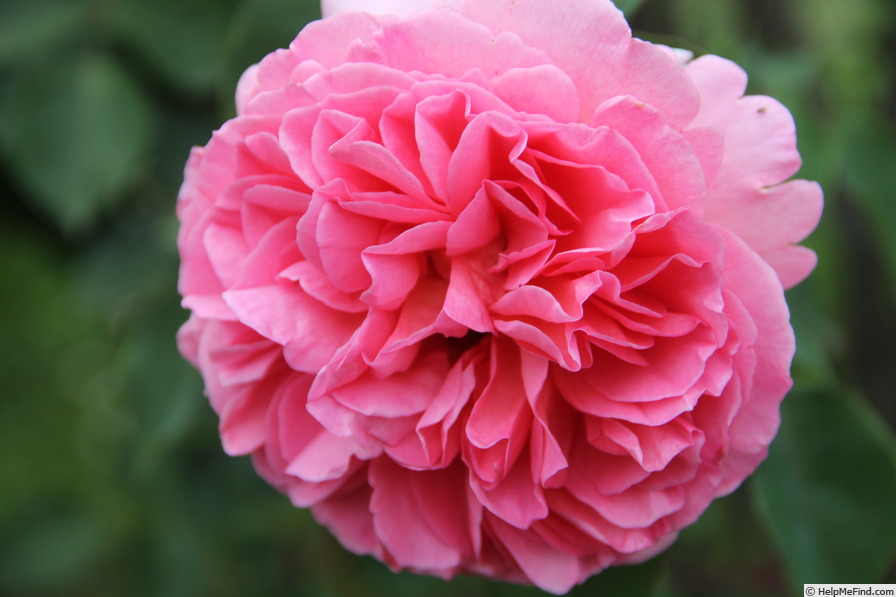 'Ingwer J. Jensen' rose photo