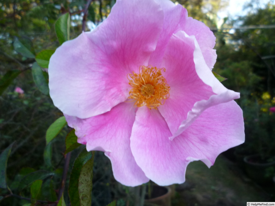 '<i>Rosa laevigata rosea</i>' rose photo