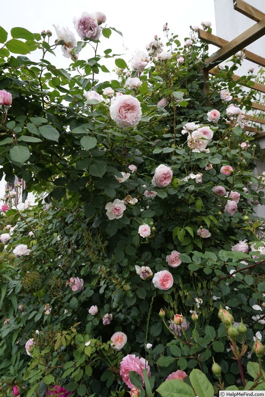 'James Galway' rose photo