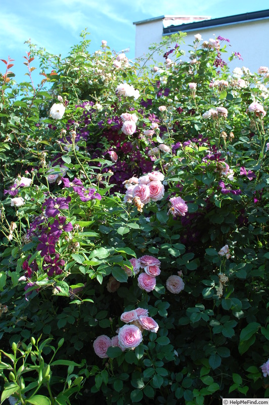 'James Galway' rose photo