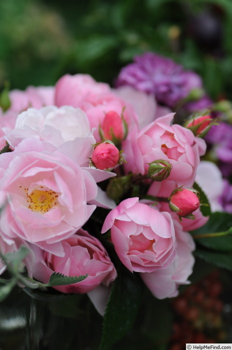 'Mademoiselle (shrub, Delbard, 2008)' rose photo