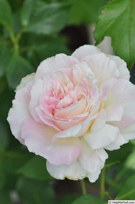 'Mille-feuille' rose photo