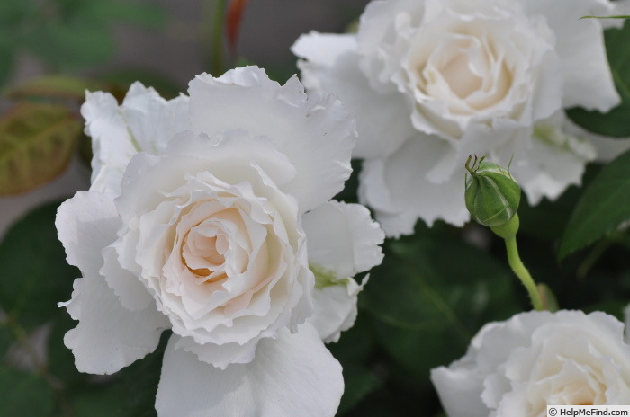 'Le Blanc' rose photo