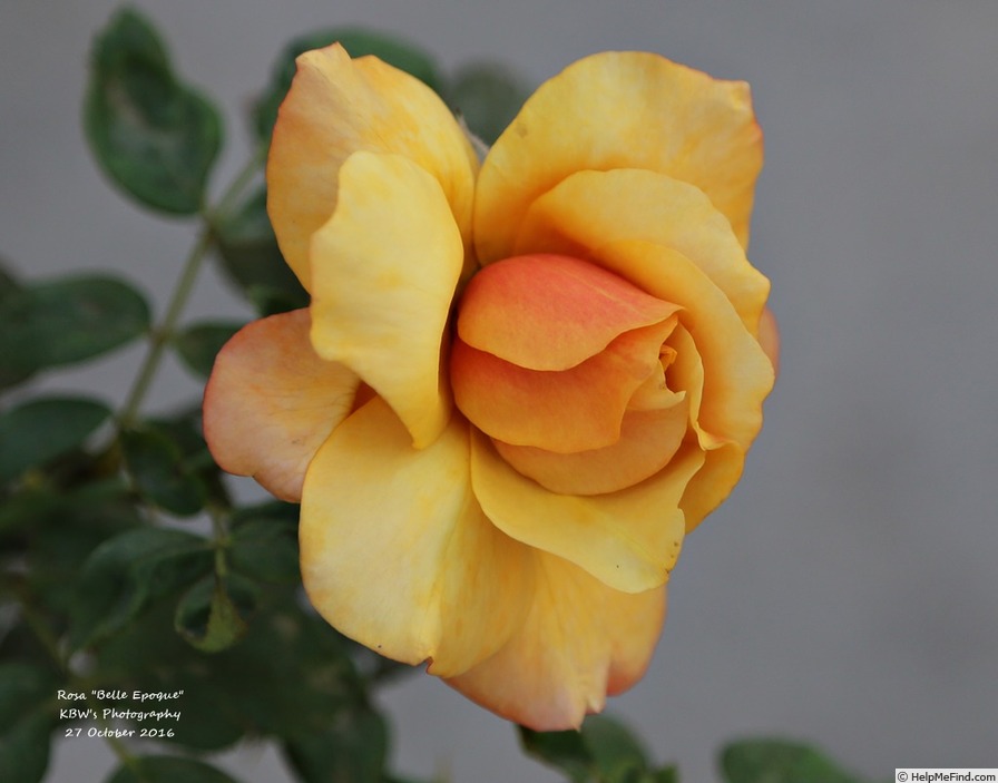 'Belle Époque (hybrid tea, Fryer before 1993)' rose photo