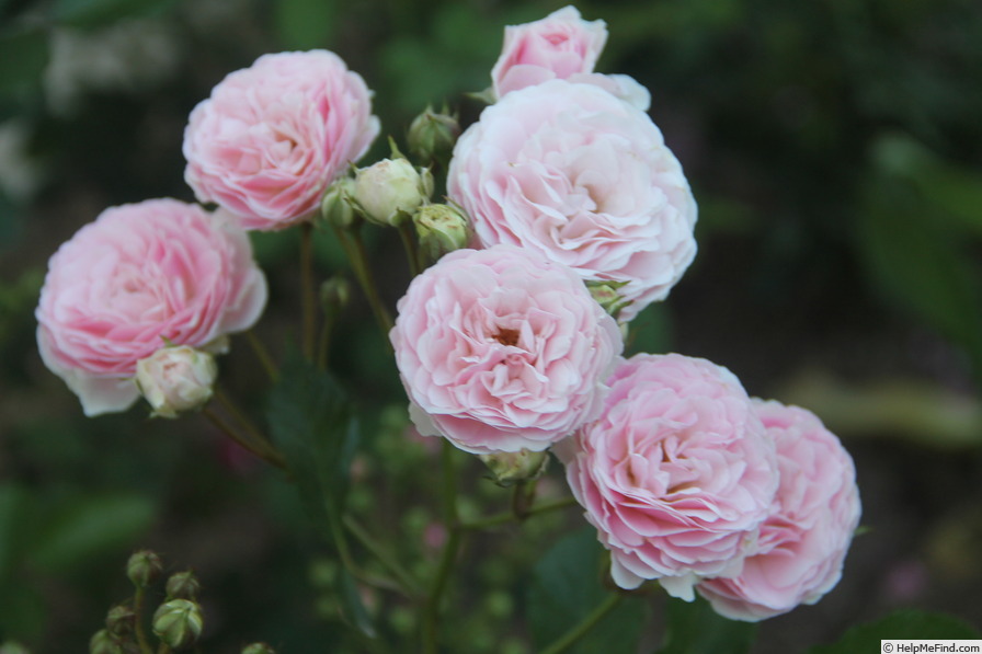 'Souvenir de Greuville' rose photo