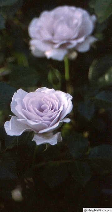 'Asakiyumemishi' rose photo