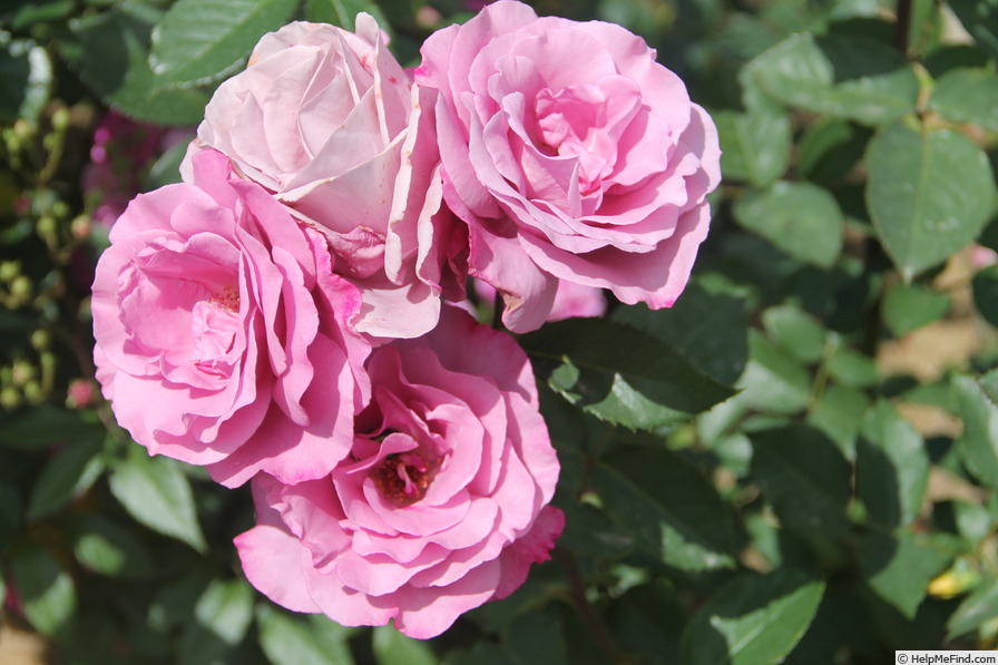 'Imaginaire Parfumée ®' rose photo