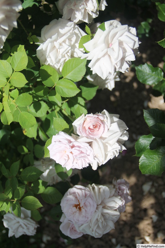 'Ash Wednesday' rose photo