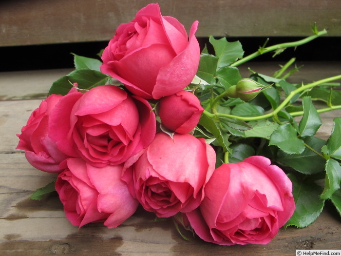 'Meistersinger' rose photo