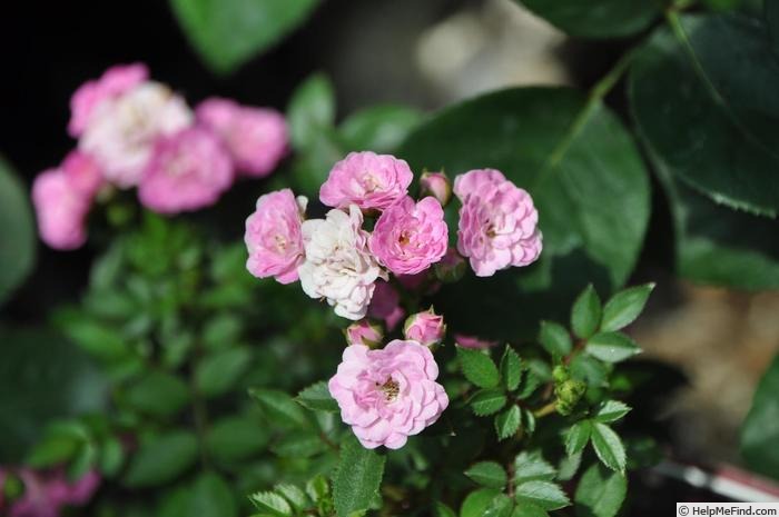 'Orihime (shrub, Kawai, 1997)' rose photo