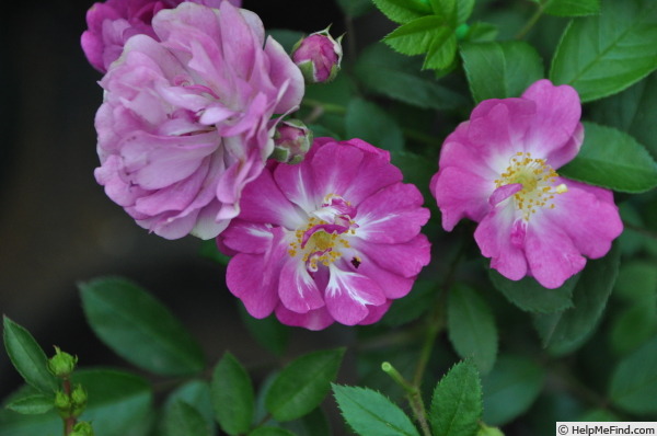 'Hikoboshi' rose photo