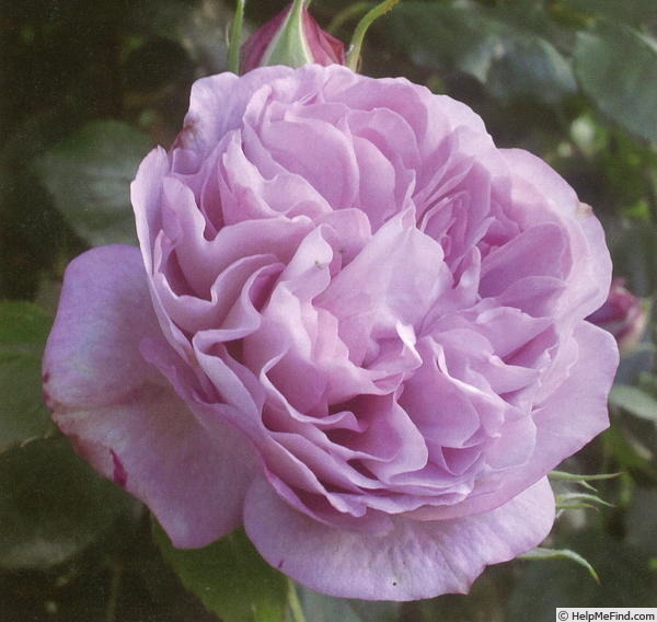 'Mahoroba' rose photo