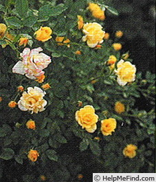 'Hohoemi' rose photo