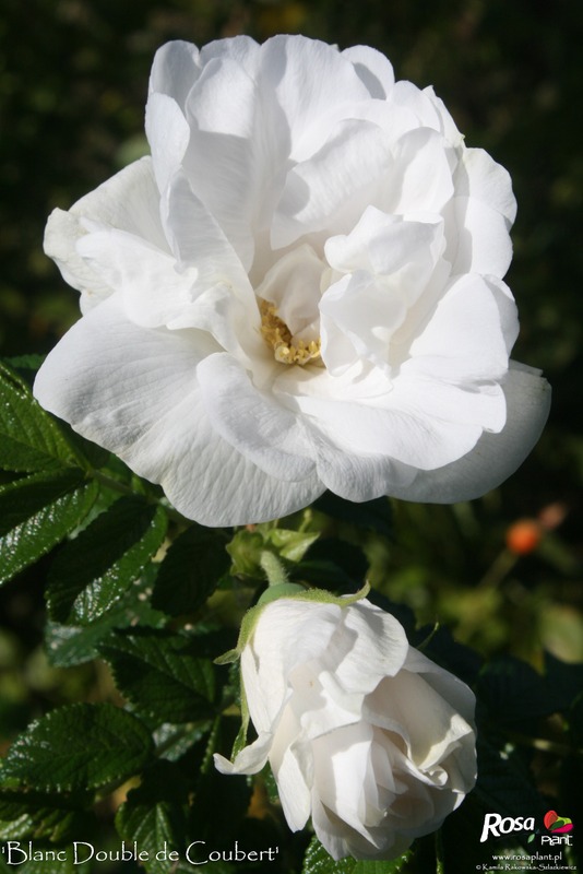 '<i>Rosa rugosa</i> 'Blanc Double de Coubert'' rose photo
