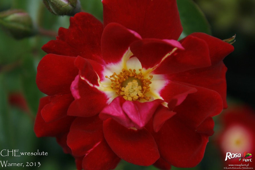 'Chewresolute' rose photo