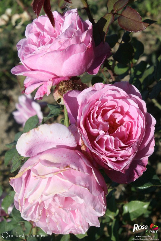 'Our last summer™ Plant'n'relax®' rose photo