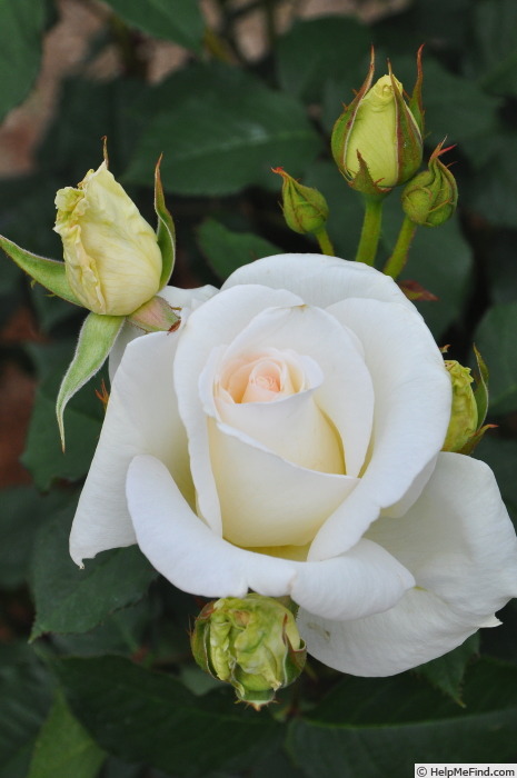 'Kansha' rose photo