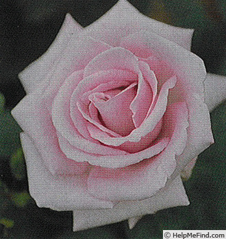 'Shiko' rose photo