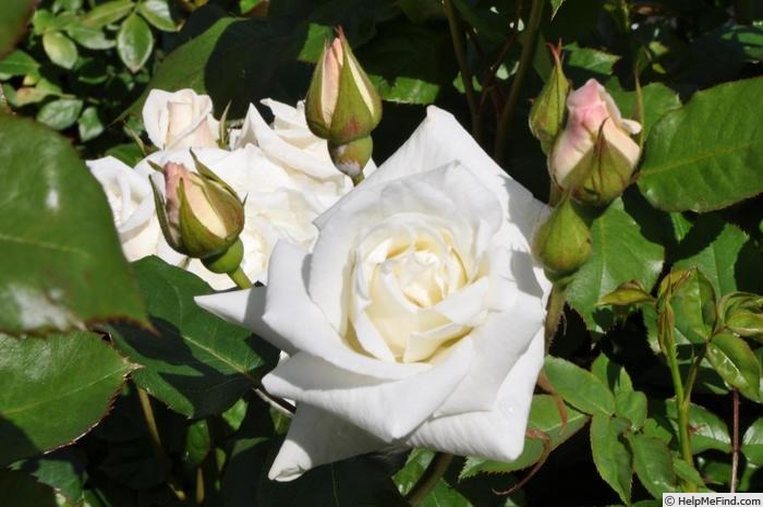 'Ginsekai' rose photo