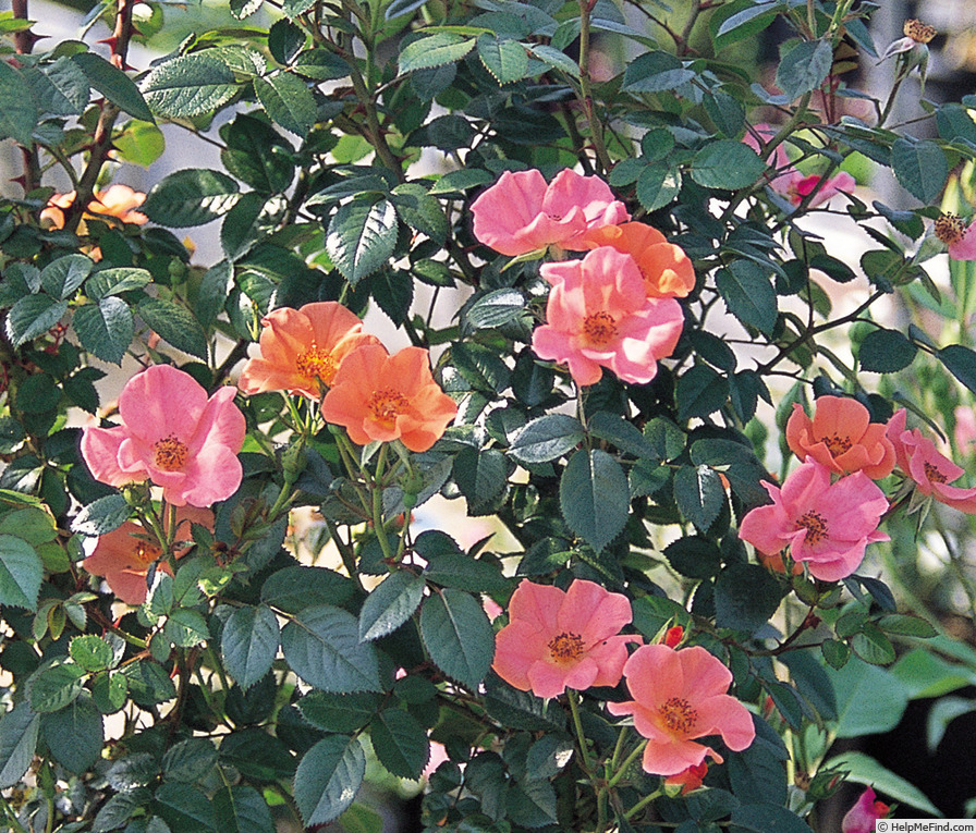 'Moeka' rose photo