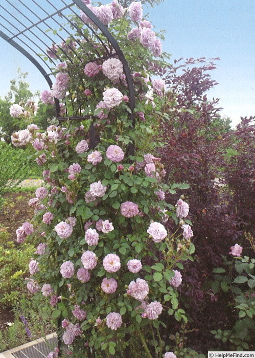 'Huis Ten Bosch' rose photo