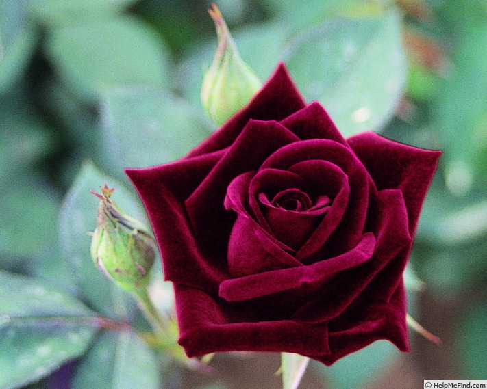 'Noir' rose photo