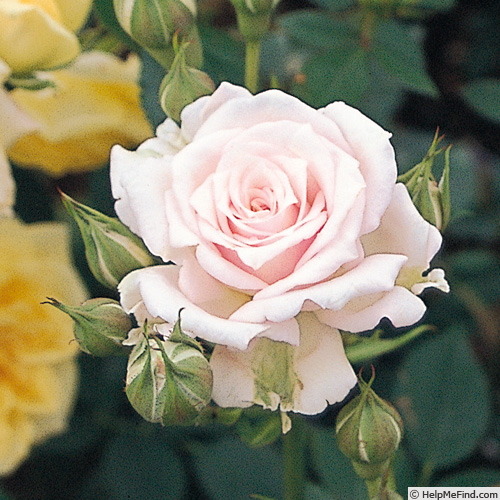 'Mrs. Toshiko' rose photo