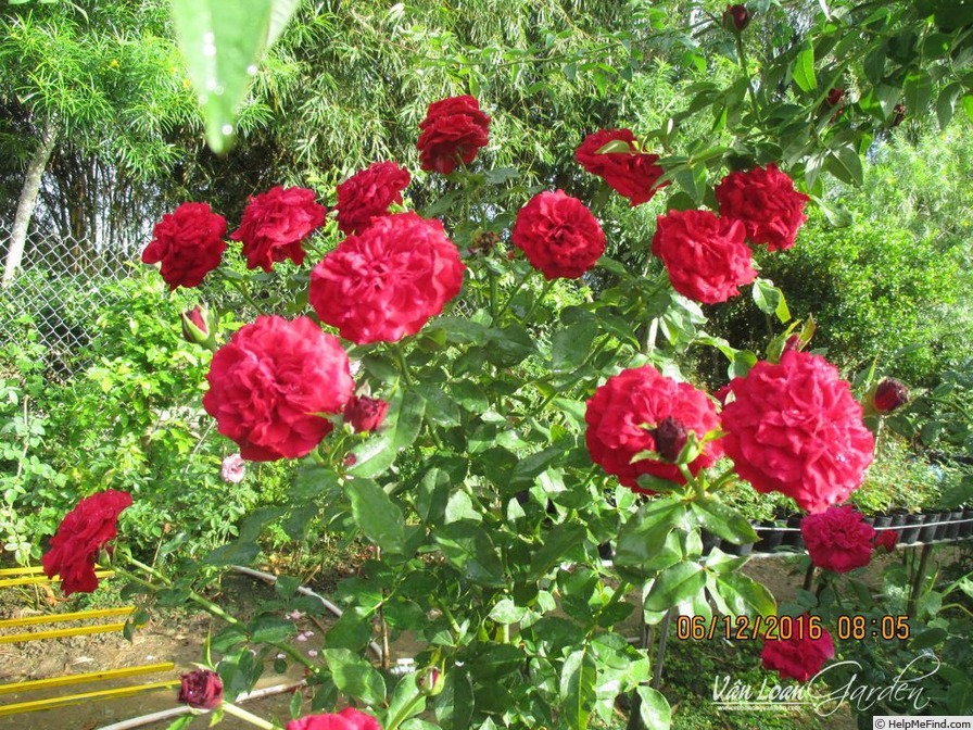 'Mona Lisa ® (floribunda, Meilland 2003)' rose photo