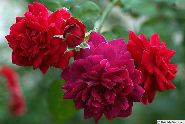 'Docteur Cazeneuve' rose photo