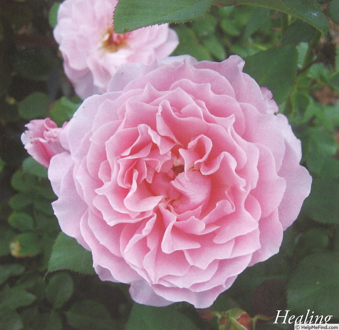 'Healing' rose photo