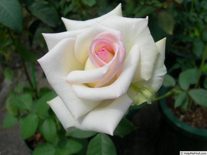 'Hatsukoi' rose photo