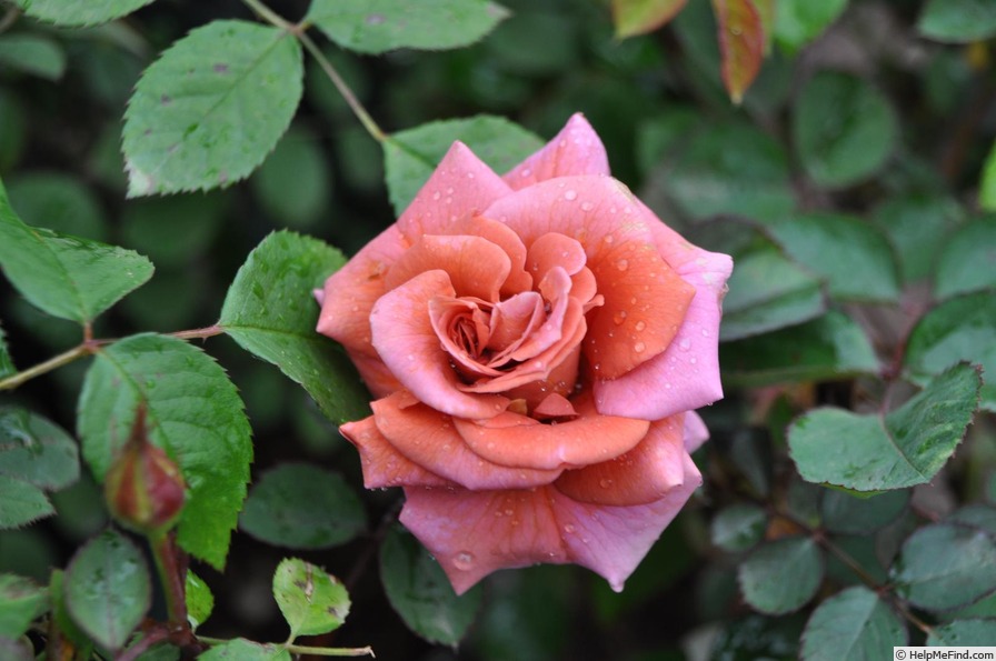 'Perle de Soirée' rose photo