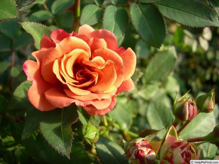 'Cioccofiore' rose photo