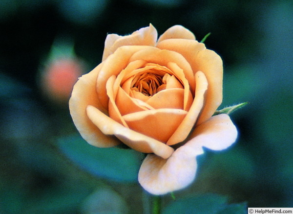 'Koocha' rose photo