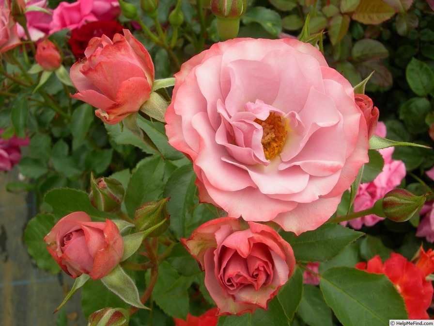 'Roman (grandiflora, Keisei 2006)' rose photo