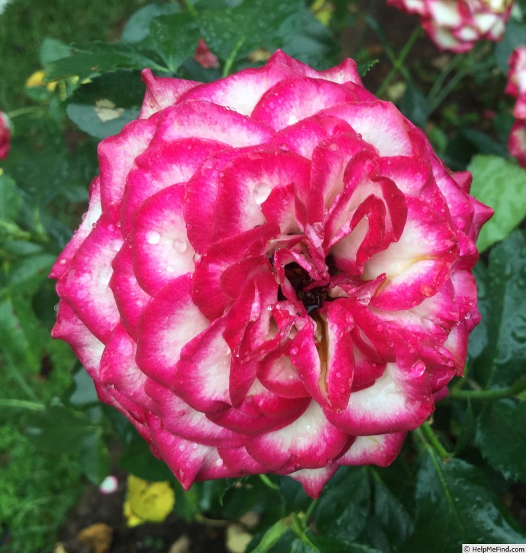 'Imp' rose photo