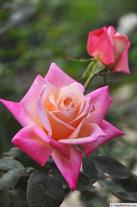 'Hot Kouzaki' rose photo