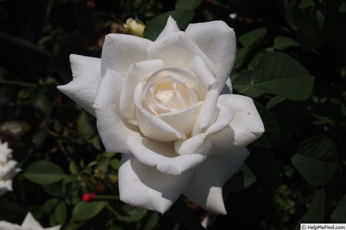 'La Chouette Blanche' rose photo