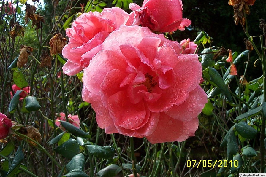 'Spartan (floribunda, Boerner before 1954)' rose photo