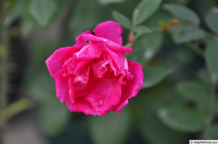 'Pu Tao Hong' rose photo